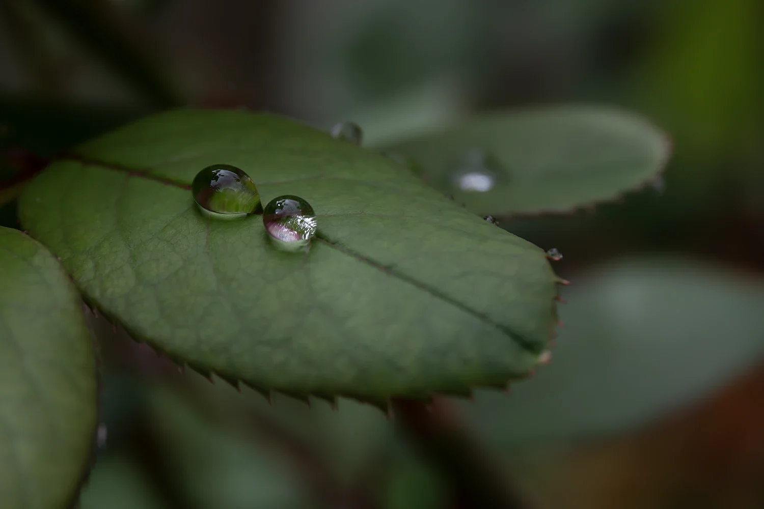 Après la Pluie #194 © Rémy SALAÜN