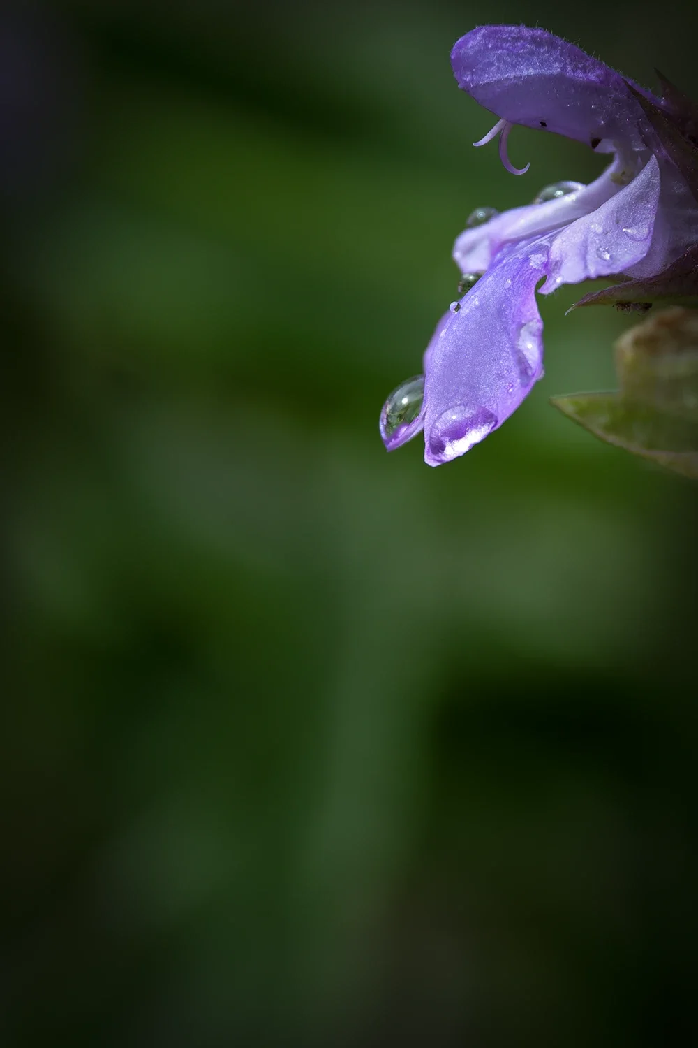 Après la Pluie #192 © Rémy SALAÜN