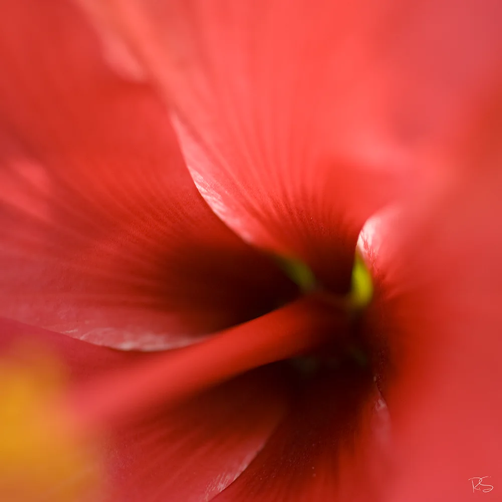 <strong>Hibiscus f/2.8</strong> - Aix-en-Provence <small>© Rémy SALAÜN</small>