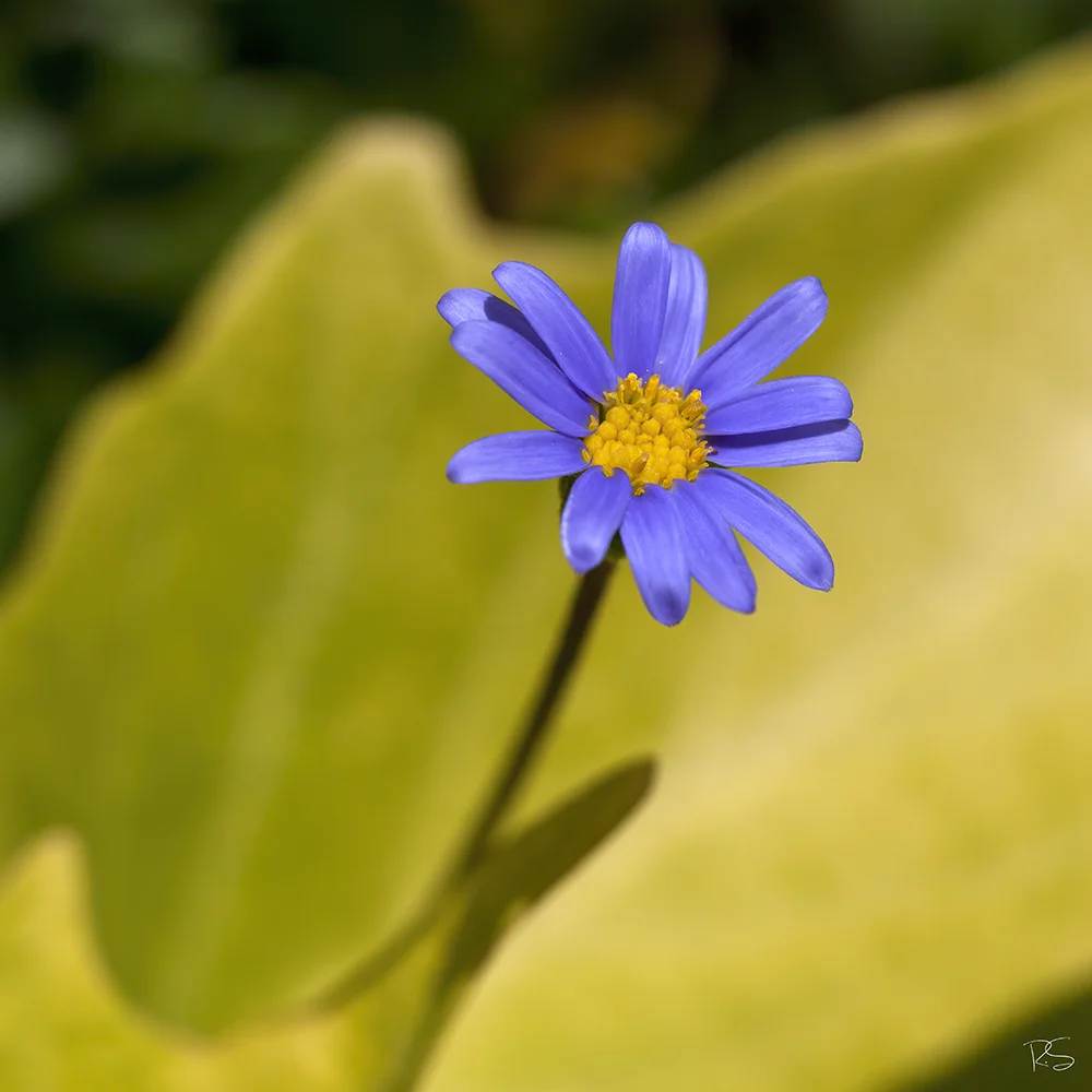 <strong>Petite Fleur Bleue</strong> - Aix-en-Provence <small>© Rémy SALAÜN</small>