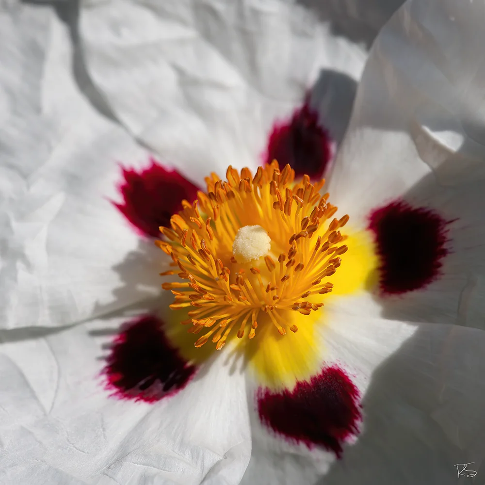 <strong>Flower Power #09</strong> - Château-Thierry <small>© Rémy SALAÜN</small>