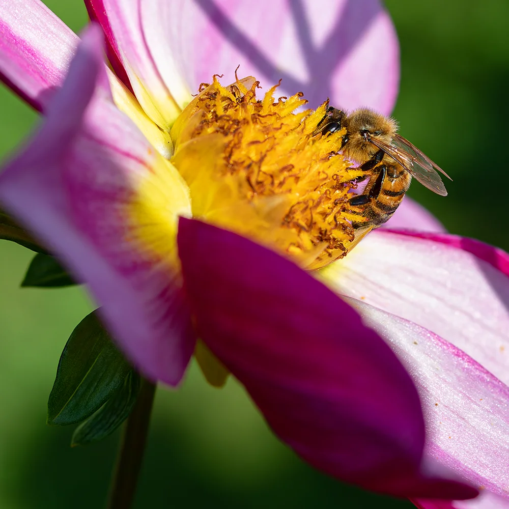 <strong>Pollinisation #17</strong> • Jardins de Coursiana - La Romieu <small>© Rémy SALAÜN</small>