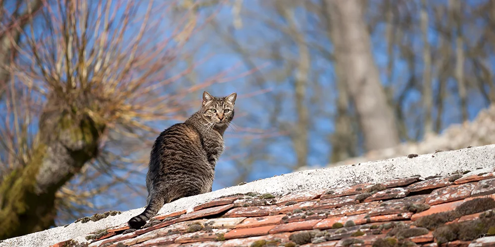 <strong>Le Chat sur le Toit</strong> - Château-Thierry <small>© Rémy SALAÜN</small>
