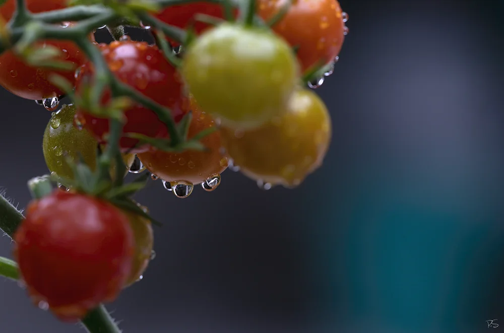 <strong>Après la Pluie #18</strong> • Tomates cerises <small>© Rémy SALAÜN</small>