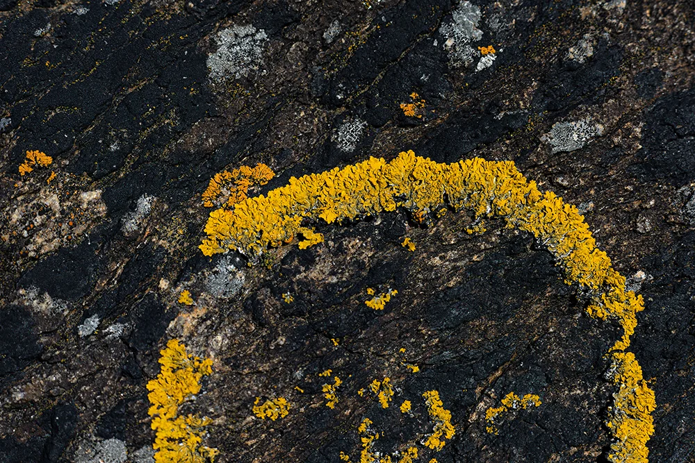 <strong>Lichen</strong> <small>© Rémy SALAÜN</small>