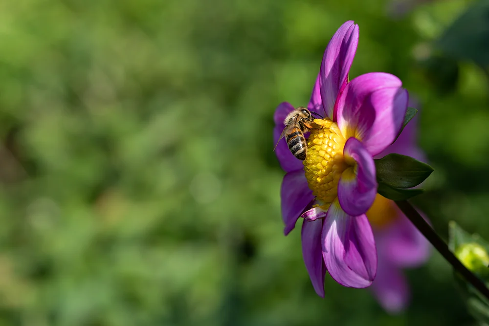<strong>Pollinisation #14</strong> • Jardins de Coursiana - La Romieu <small>© Rémy SALAÜN</small>