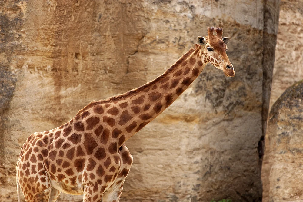 <strong>En Visite au Bioparc</strong> • Girafe - Doué-la-Fontaine <small>© Rémy SALAÜN</small>