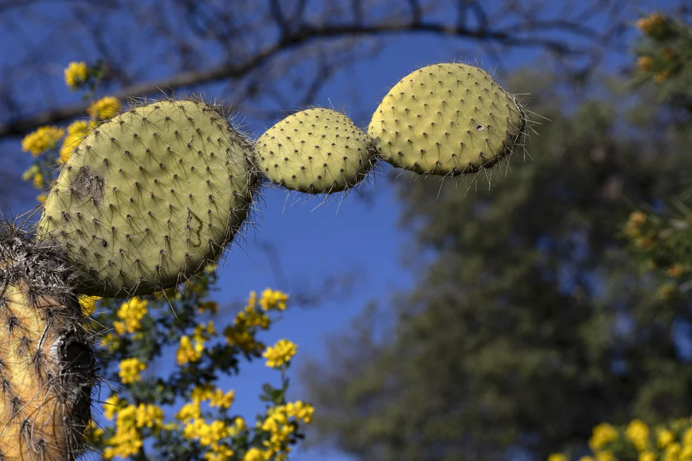 <strong>Cactus d'Hiver</strong> • Parc du Château - Nice <small>© Rémy SALAÜN</small>