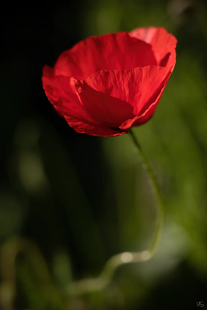 <strong>Gentil Coquelicot</strong> - Château-Thierry <small>© Rémy SALAÜN</small>