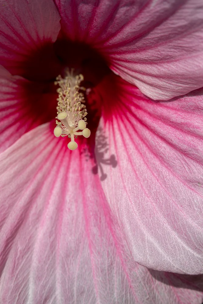 <strong>Hibiscus Gersois</strong> • Jardins de Coursiana - La Romieu <small>© Rémy SALAÜN</small>